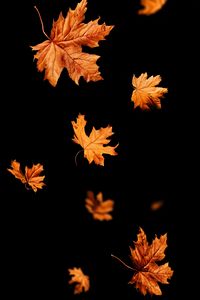 Preview wallpaper leaves, autumn, black, leaffall