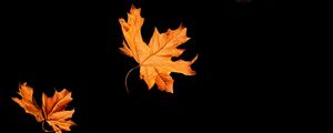Preview wallpaper leaves, autumn, black, leaffall