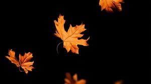 Preview wallpaper leaves, autumn, black, leaffall