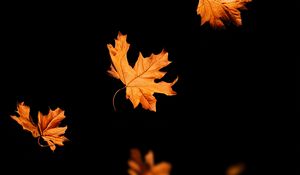 Preview wallpaper leaves, autumn, black, leaffall