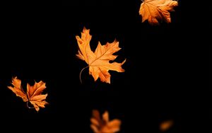 Preview wallpaper leaves, autumn, black, leaffall