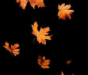 Preview wallpaper leaves, autumn, black, leaffall