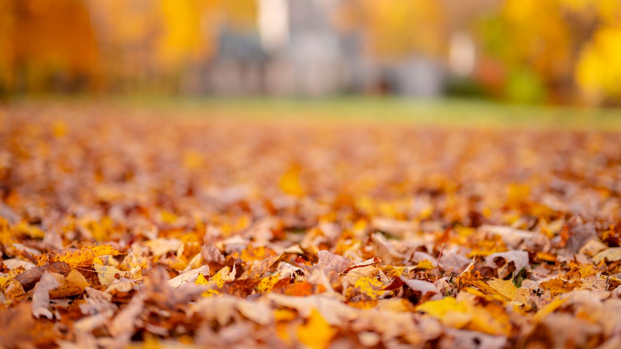 Wallpaper leaves, autumn, blur, orange, nature