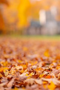 Preview wallpaper leaves, autumn, blur, orange, nature