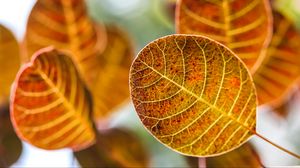 Preview wallpaper leaves, autumn, blur
