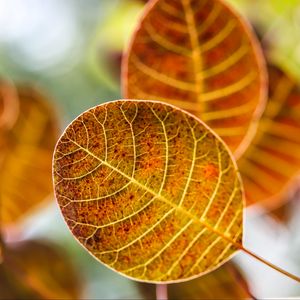 Preview wallpaper leaves, autumn, blur