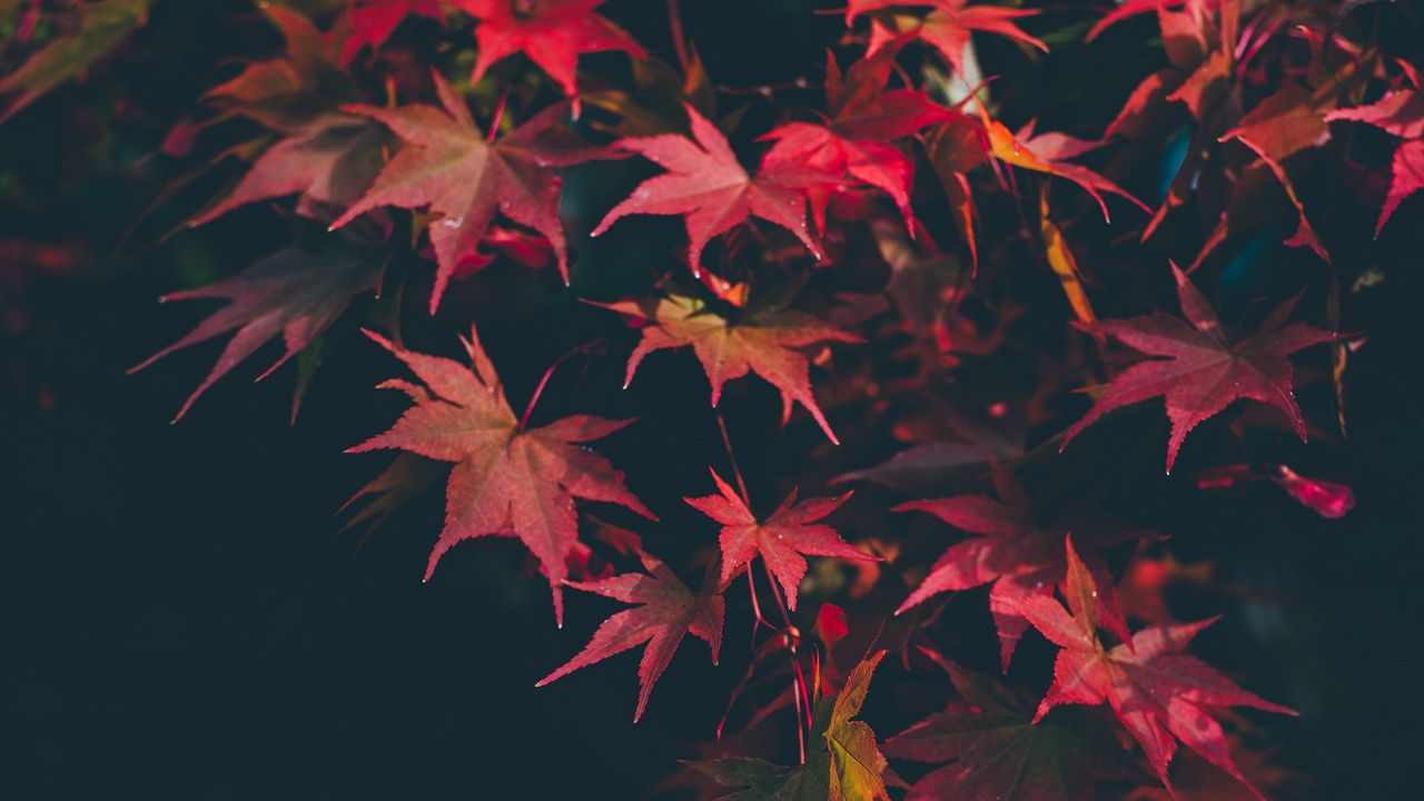 Wallpaper leaves, autumn, blur, branches, autumn colors