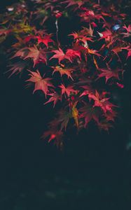 Preview wallpaper leaves, autumn, blur, branches, autumn colors