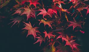 Preview wallpaper leaves, autumn, blur, branches, autumn colors