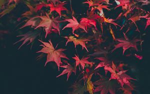 Preview wallpaper leaves, autumn, blur, branches, autumn colors