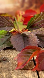 Preview wallpaper leaves, autumn, boards, nature