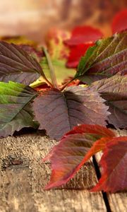 Preview wallpaper leaves, autumn, boards, nature