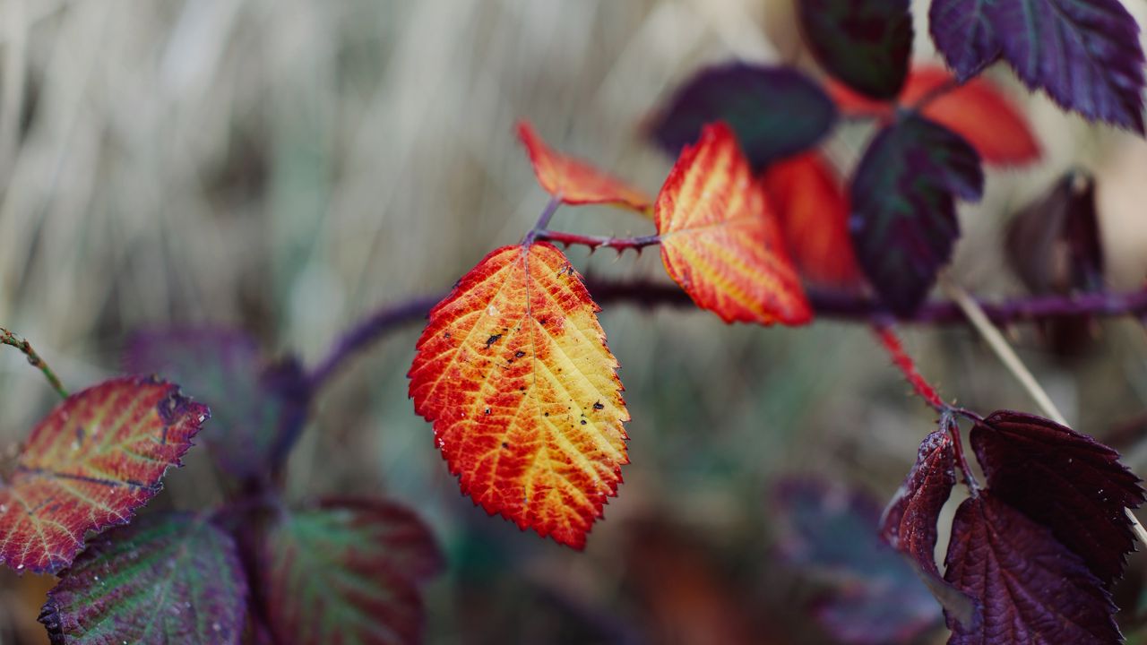 Wallpaper leaves, autumn, branch, blur, nature