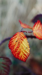 Preview wallpaper leaves, autumn, branch, blur, nature