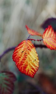 Preview wallpaper leaves, autumn, branch, blur, nature