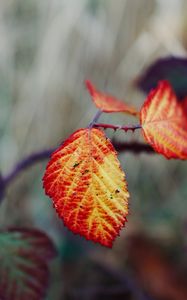 Preview wallpaper leaves, autumn, branch, blur, nature