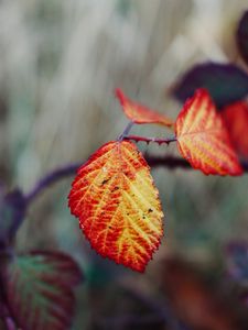 Preview wallpaper leaves, autumn, branch, blur, nature