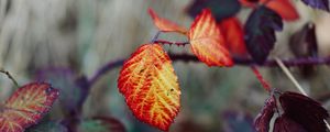 Preview wallpaper leaves, autumn, branch, blur, nature