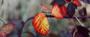 Preview wallpaper leaves, autumn, branch, blur, nature