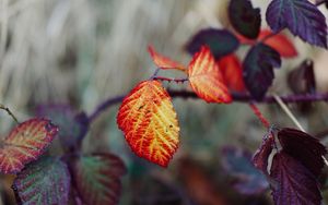 Preview wallpaper leaves, autumn, branch, blur, nature