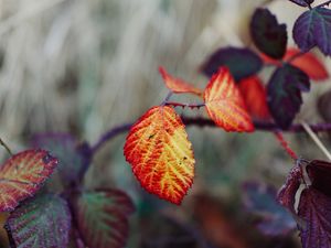 Preview wallpaper leaves, autumn, branch, blur, nature