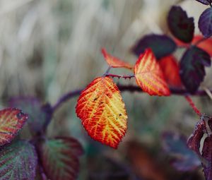 Preview wallpaper leaves, autumn, branch, blur, nature