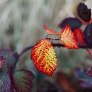 Preview wallpaper leaves, autumn, branch, blur, nature