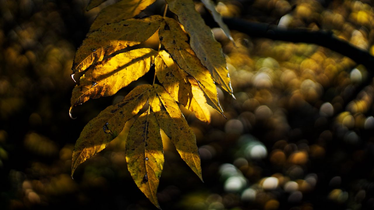 Wallpaper leaves, autumn, branch, shadow