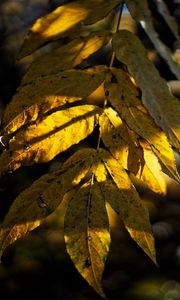 Preview wallpaper leaves, autumn, branch, shadow