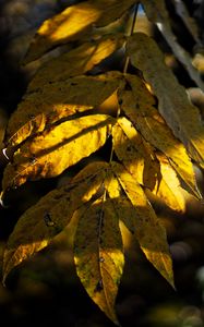 Preview wallpaper leaves, autumn, branch, shadow