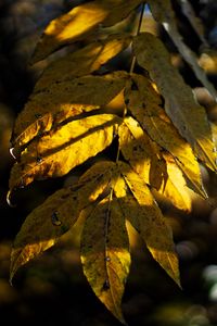 Preview wallpaper leaves, autumn, branch, shadow