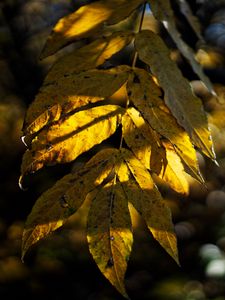 Preview wallpaper leaves, autumn, branch, shadow