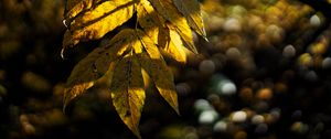 Preview wallpaper leaves, autumn, branch, shadow