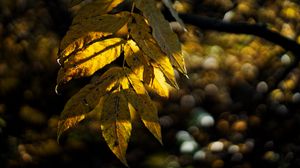 Preview wallpaper leaves, autumn, branch, shadow