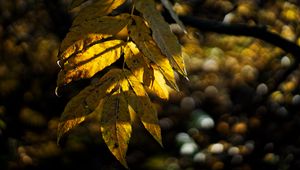 Preview wallpaper leaves, autumn, branch, shadow