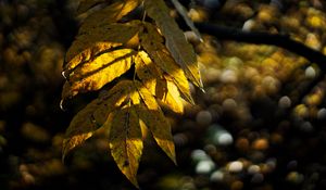 Preview wallpaper leaves, autumn, branch, shadow