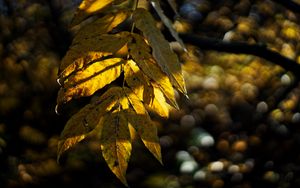 Preview wallpaper leaves, autumn, branch, shadow