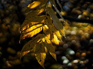 Preview wallpaper leaves, autumn, branch, shadow