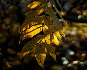 Preview wallpaper leaves, autumn, branch, shadow