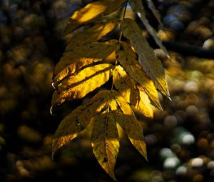 Preview wallpaper leaves, autumn, branch, shadow