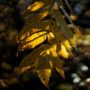 Preview wallpaper leaves, autumn, branch, shadow