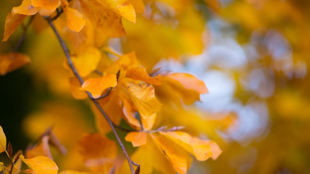 Wallpaper leaves, autumn, branch, yellow, nature