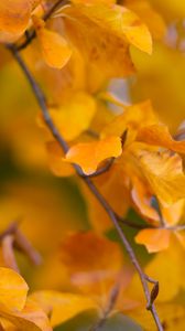 Preview wallpaper leaves, autumn, branch, yellow, nature