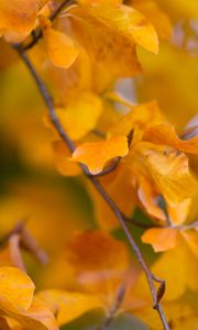 Preview wallpaper leaves, autumn, branch, yellow, nature