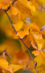 Preview wallpaper leaves, autumn, branch, yellow, nature