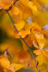 Preview wallpaper leaves, autumn, branch, yellow, nature