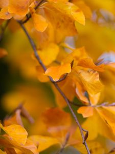 Preview wallpaper leaves, autumn, branch, yellow, nature