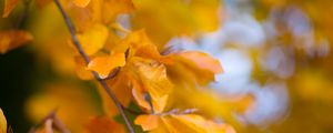 Preview wallpaper leaves, autumn, branch, yellow, nature