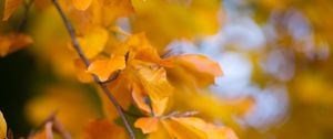 Preview wallpaper leaves, autumn, branch, yellow, nature