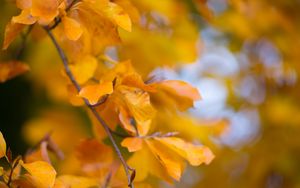 Preview wallpaper leaves, autumn, branch, yellow, nature